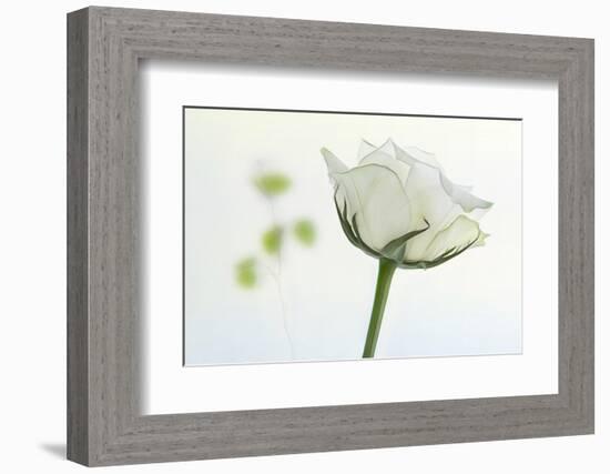 white rose-Gilbert Claes-Framed Photographic Print