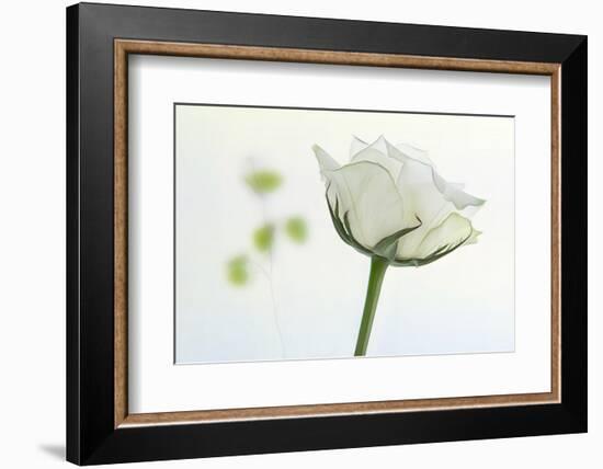 white rose-Gilbert Claes-Framed Photographic Print