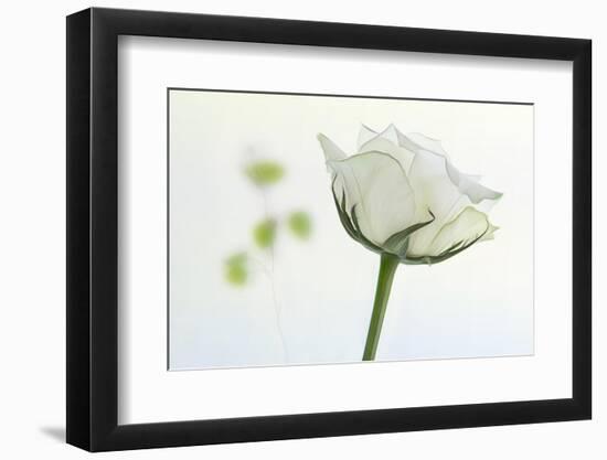 white rose-Gilbert Claes-Framed Photographic Print