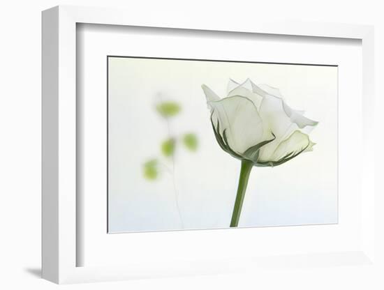 white rose-Gilbert Claes-Framed Photographic Print