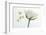 white rose-Gilbert Claes-Framed Photographic Print