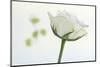 white rose-Gilbert Claes-Mounted Photographic Print