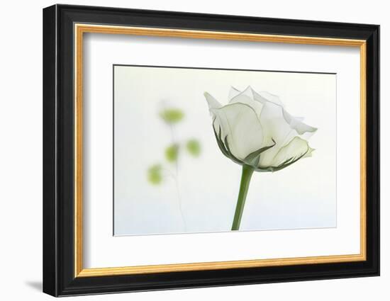 white rose-Gilbert Claes-Framed Photographic Print