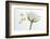 white rose-Gilbert Claes-Framed Photographic Print