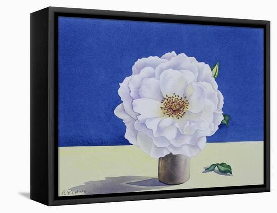 White Rose-Christopher Ryland-Framed Premier Image Canvas