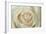 White Rose-Cora Niele-Framed Giclee Print