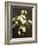 White Roses, 1870-Henri Fantin-Latour-Framed Giclee Print