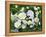 White Roses On A Green Background-balaikin2009-Framed Stretched Canvas