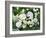 White Roses On A Green Background-balaikin2009-Framed Art Print