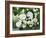 White Roses On A Green Background-balaikin2009-Framed Art Print