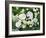 White Roses On A Green Background-balaikin2009-Framed Art Print