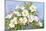White Roses-Joanne Porter-Mounted Giclee Print