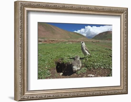 White-rumped Snowfinch with chick, Qinghai-Tibet Plateau, Qinghai Province, China-Dong Lei-Framed Photographic Print