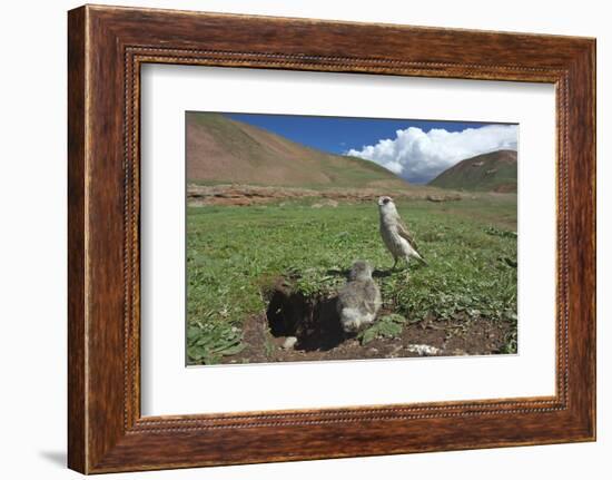 White-rumped Snowfinch with chick, Qinghai-Tibet Plateau, Qinghai Province, China-Dong Lei-Framed Photographic Print