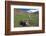 White-rumped Snowfinch with chick, Qinghai-Tibet Plateau, Qinghai Province, China-Dong Lei-Framed Photographic Print