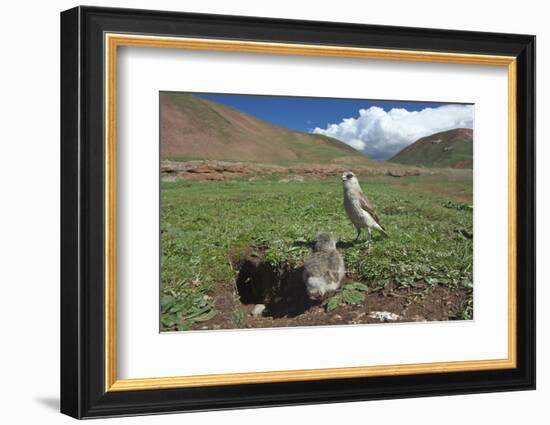 White-rumped Snowfinch with chick, Qinghai-Tibet Plateau, Qinghai Province, China-Dong Lei-Framed Photographic Print