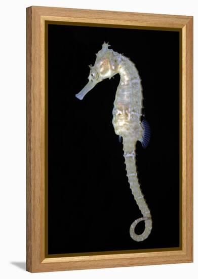 White's Sea Horse-null-Framed Premier Image Canvas