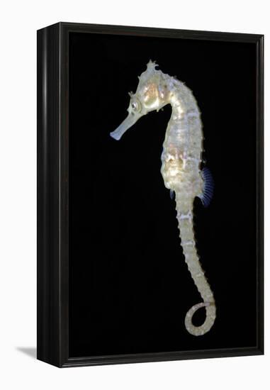 White's Sea Horse-null-Framed Premier Image Canvas