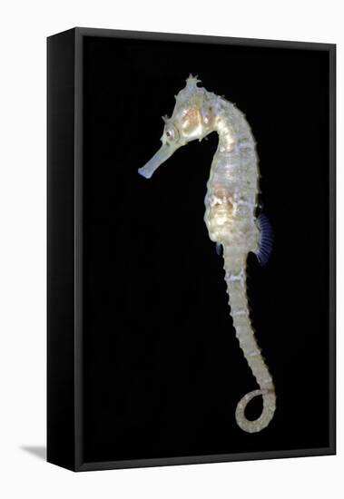 White's Sea Horse-null-Framed Premier Image Canvas