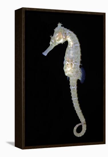 White's Sea Horse-null-Framed Premier Image Canvas