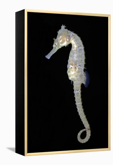 White's Sea Horse-null-Framed Premier Image Canvas