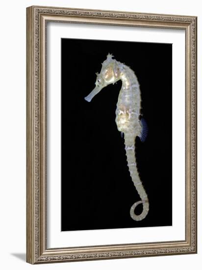 White's Sea Horse--Framed Photographic Print