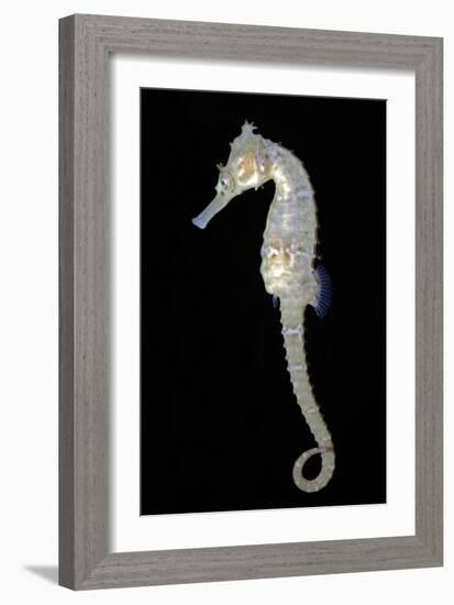 White's Sea Horse-null-Framed Photographic Print