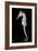 White's Sea Horse-null-Framed Photographic Print