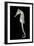 White's Sea Horse-null-Framed Photographic Print