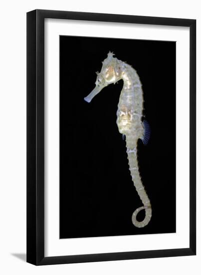 White's Sea Horse-null-Framed Photographic Print