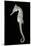 White's Sea Horse-null-Mounted Photographic Print