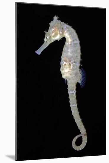 White's Sea Horse-null-Mounted Photographic Print