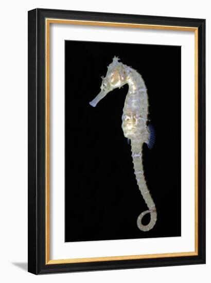 White's Sea Horse-null-Framed Photographic Print