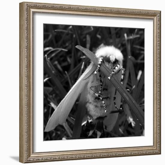 White Satin Moth-Ruth Palmer-Framed Art Print
