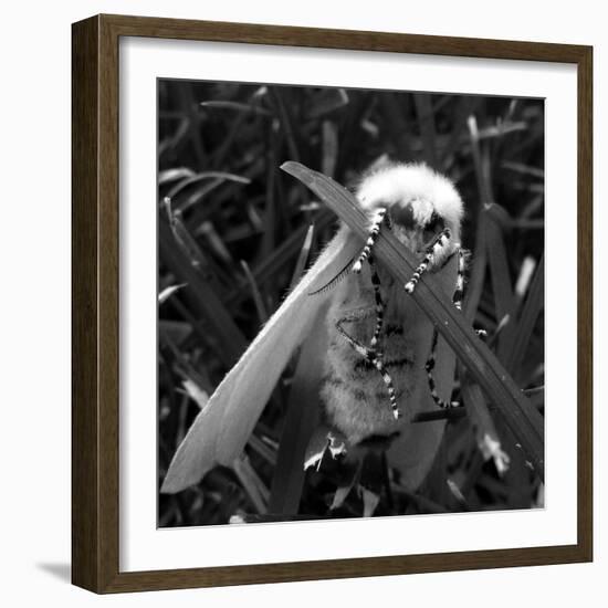 White Satin Moth-Ruth Palmer-Framed Art Print