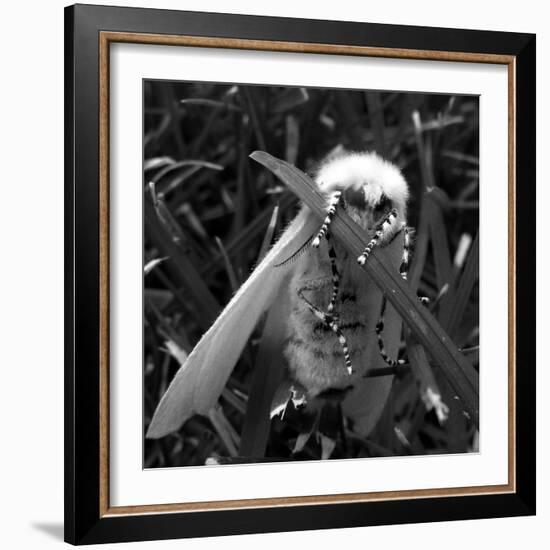 White Satin Moth-Ruth Palmer-Framed Art Print