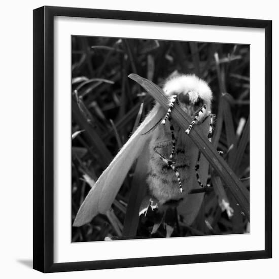 White Satin Moth-Ruth Palmer-Framed Art Print