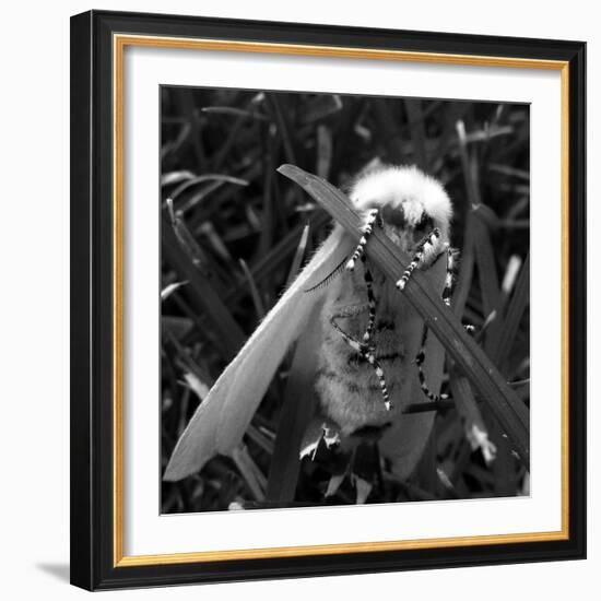 White Satin Moth-Ruth Palmer-Framed Art Print