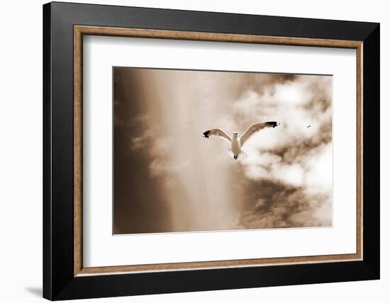 White Sea Gulls Flying over the Dunes in the Sky in Rich Sepia Tones-Alaya Gadeh-Framed Photographic Print