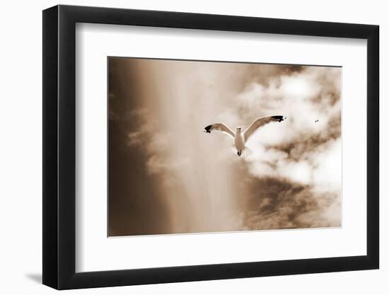 White Sea Gulls Flying over the Dunes in the Sky in Rich Sepia Tones-Alaya Gadeh-Framed Photographic Print