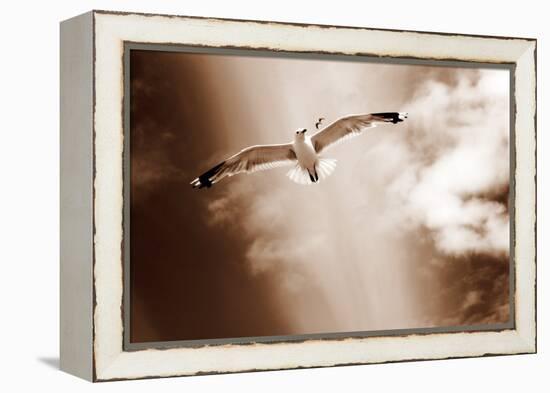 White Sea Gulls Flying over the Dunes in the Sky in Rich Sepia Tones-Alaya Gadeh-Framed Premier Image Canvas