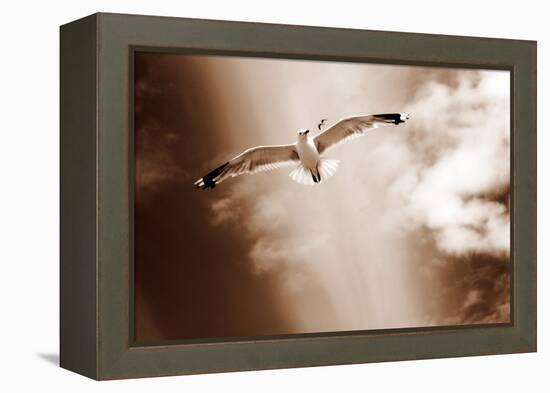 White Sea Gulls Flying over the Dunes in the Sky in Rich Sepia Tones-Alaya Gadeh-Framed Premier Image Canvas