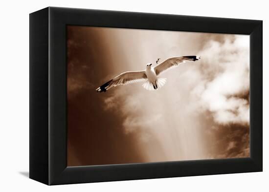 White Sea Gulls Flying over the Dunes in the Sky in Rich Sepia Tones-Alaya Gadeh-Framed Premier Image Canvas