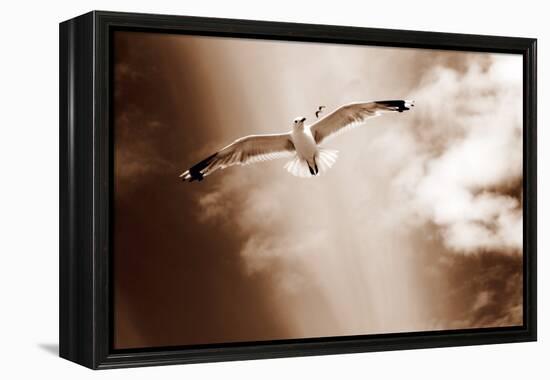 White Sea Gulls Flying over the Dunes in the Sky in Rich Sepia Tones-Alaya Gadeh-Framed Premier Image Canvas