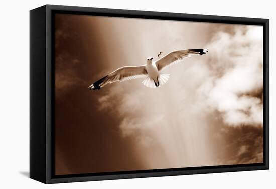 White Sea Gulls Flying over the Dunes in the Sky in Rich Sepia Tones-Alaya Gadeh-Framed Premier Image Canvas