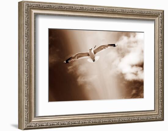 White Sea Gulls Flying over the Dunes in the Sky in Rich Sepia Tones-Alaya Gadeh-Framed Photographic Print