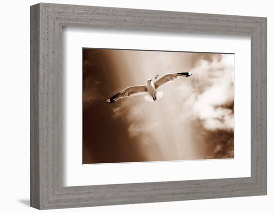 White Sea Gulls Flying over the Dunes in the Sky in Rich Sepia Tones-Alaya Gadeh-Framed Photographic Print