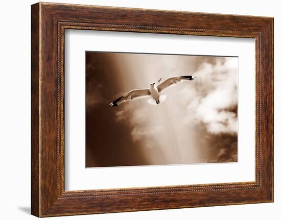 White Sea Gulls Flying over the Dunes in the Sky in Rich Sepia Tones-Alaya Gadeh-Framed Photographic Print