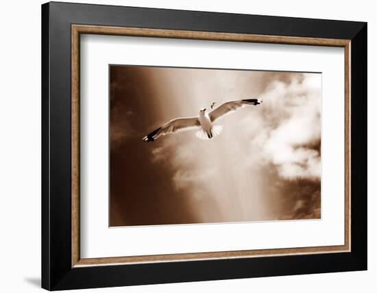 White Sea Gulls Flying over the Dunes in the Sky in Rich Sepia Tones-Alaya Gadeh-Framed Photographic Print