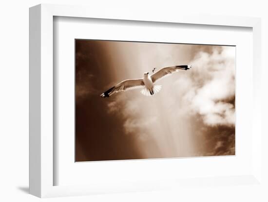 White Sea Gulls Flying over the Dunes in the Sky in Rich Sepia Tones-Alaya Gadeh-Framed Photographic Print